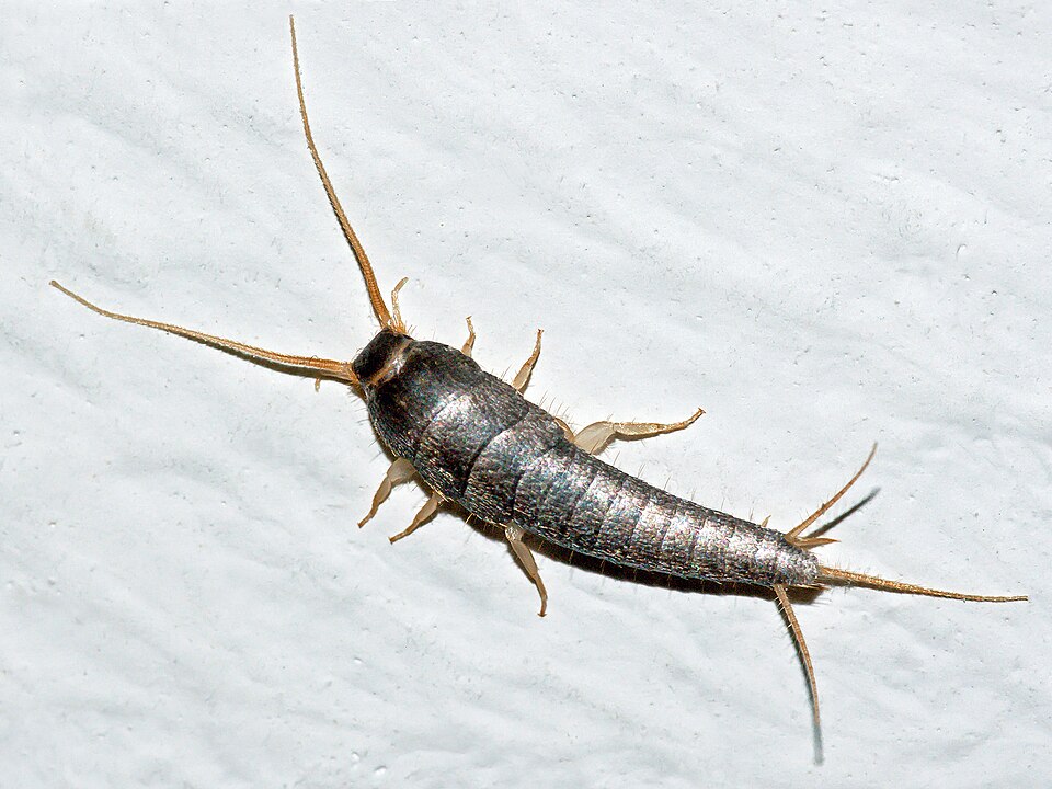 Silverfish Control Sydney