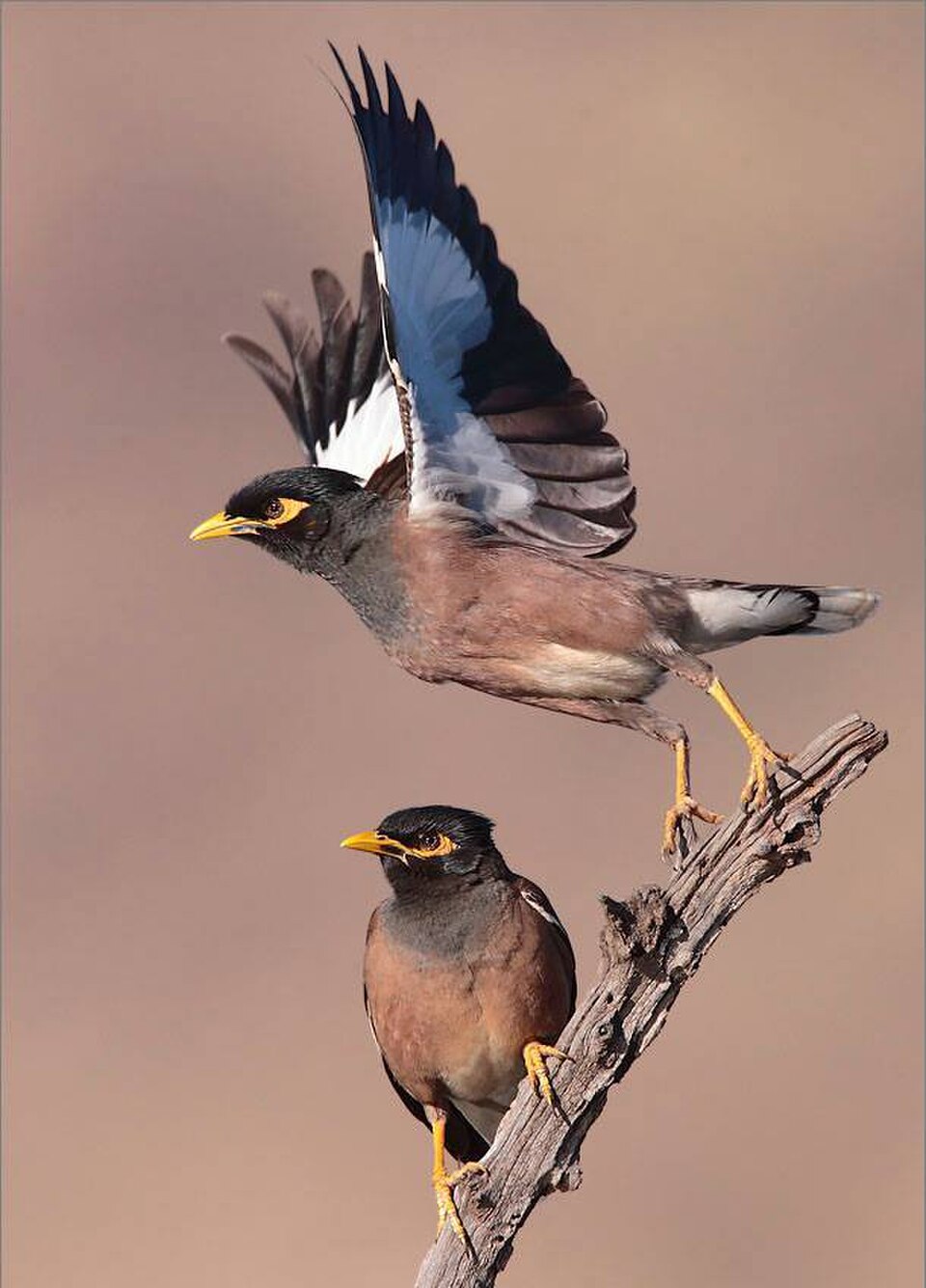 Bird Control Sydney
