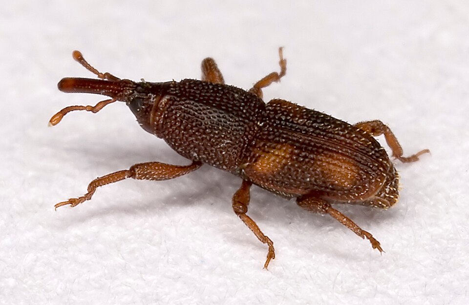 Stored Product Pest Control Sydney