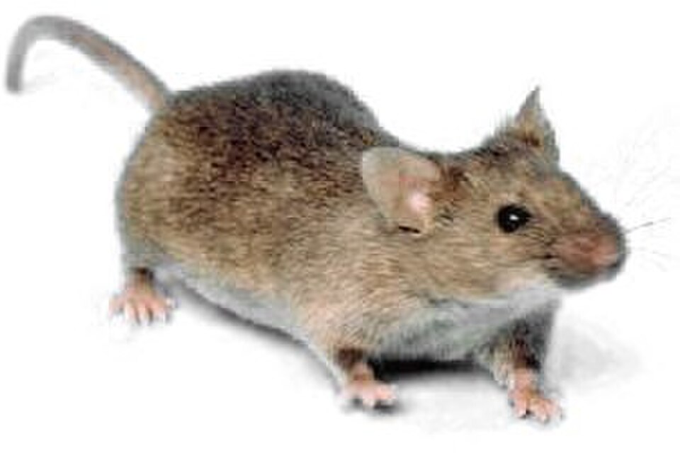 Mice Control Sydney