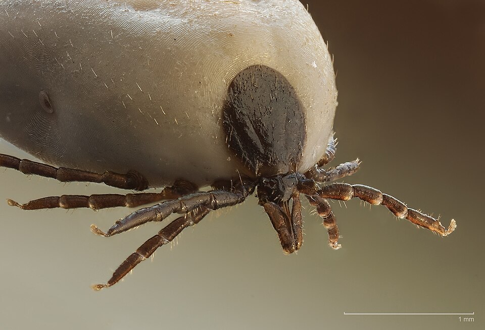 Tick Control Sydney