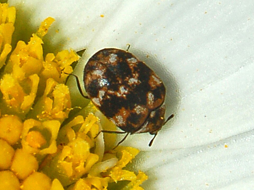 Carpet Beetle Control Sydney