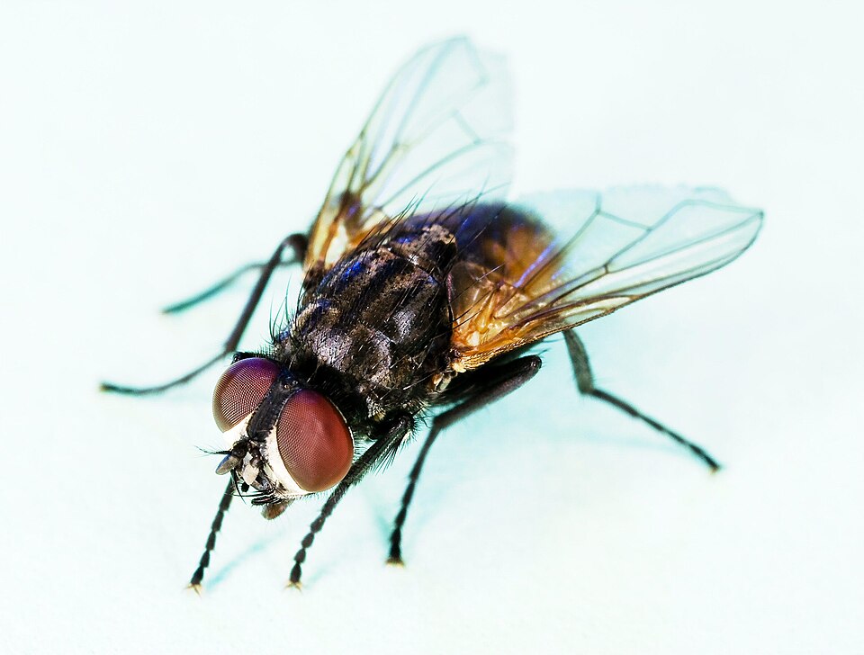 Fly Control Sydney