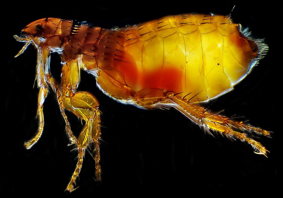Flea Control Sydney